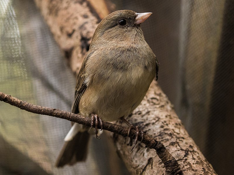 Powell River Orphaned Wildlife Society