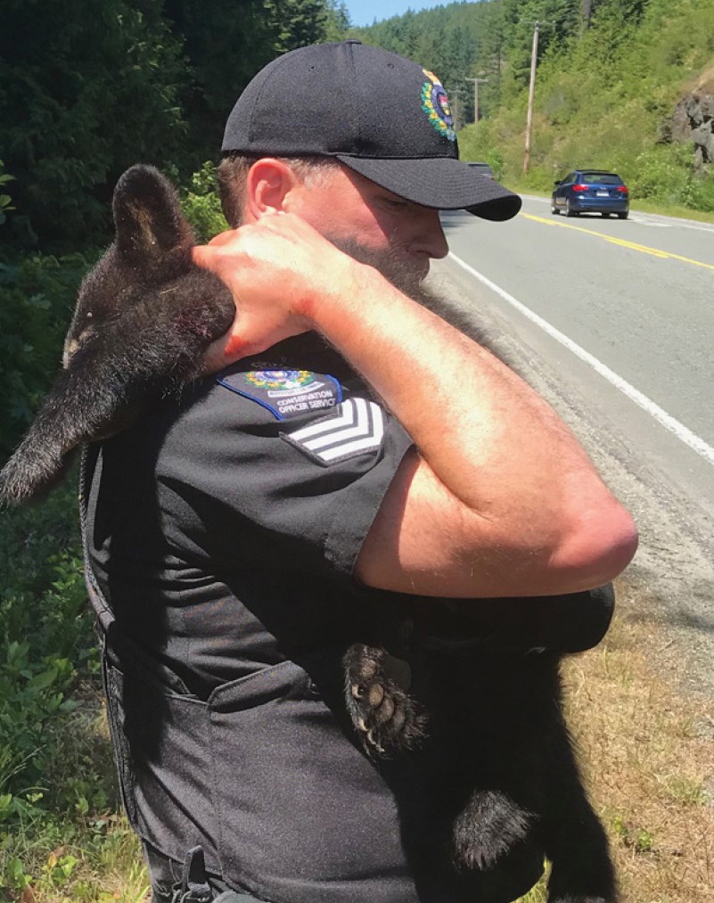 Bear cubs