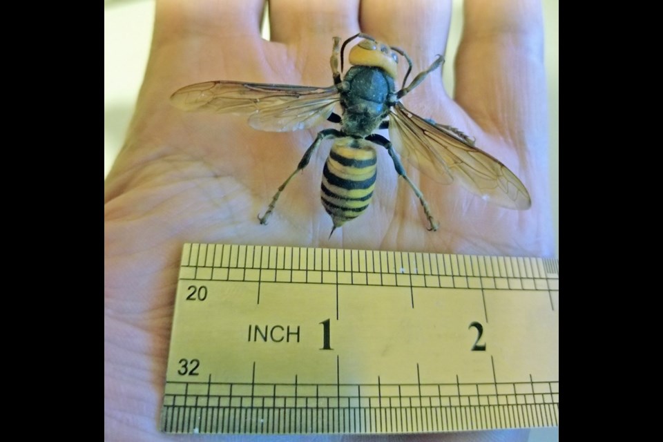 An Asian giant hornet from the Nanaimo hornet's nest.