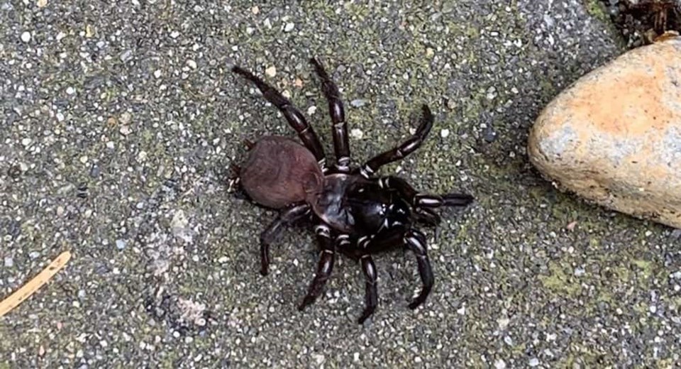 Pacific folding door spider