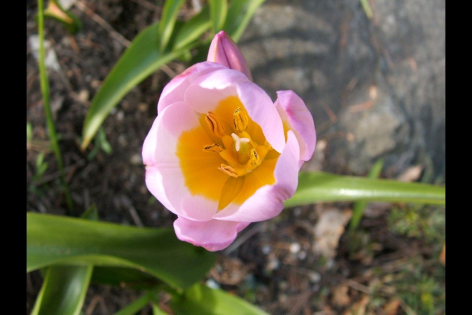Among tulips, the species, or "botanical" tulips are among the most long-lived in gardens. This 'Lilac Wonder' has bloomed over many years, almost always around Mother's Day. As with many flowering plants, bloom was early this year.