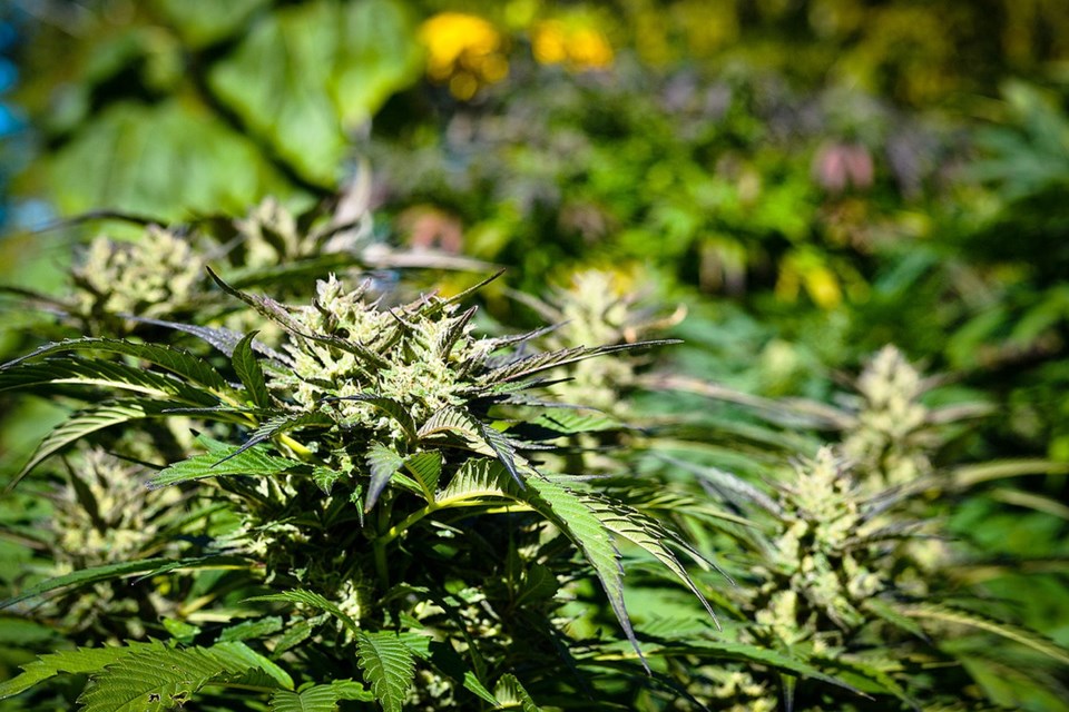 delta cannabis grow op on farmland