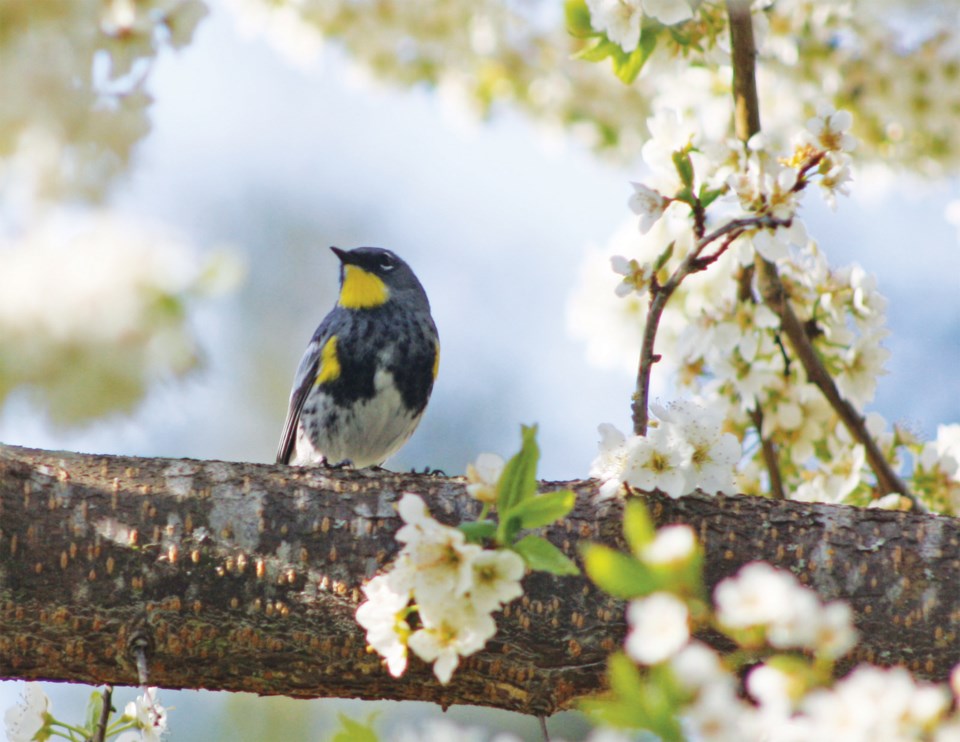 birding