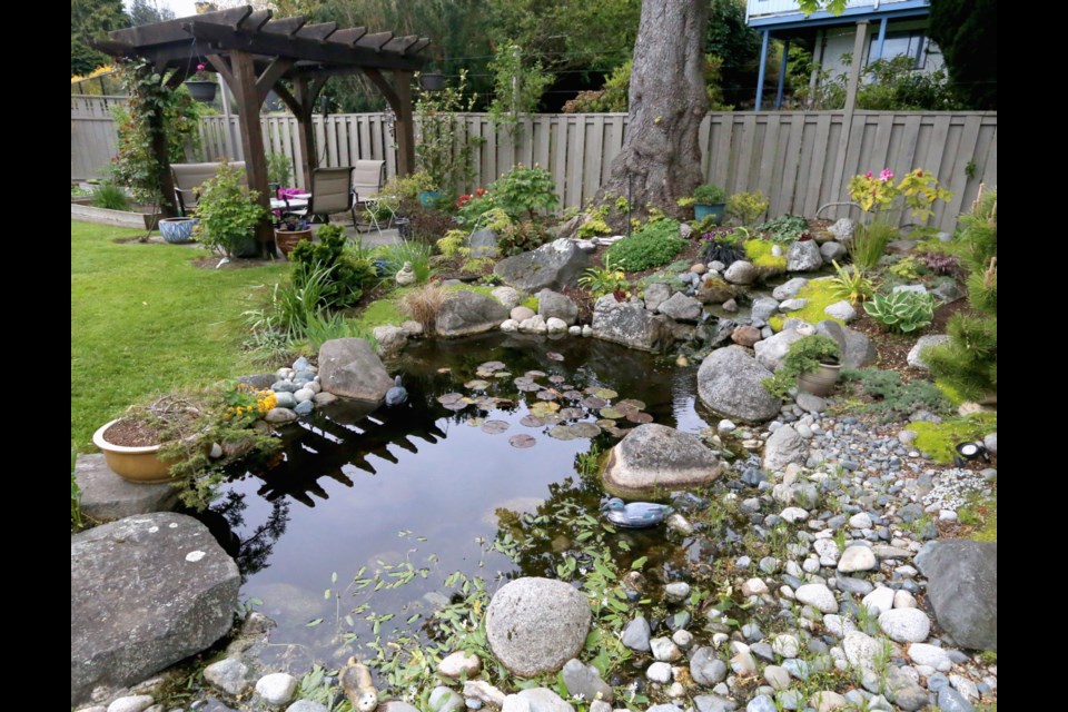 The water feature is a visual tapestry with plantings of dwarf pine and Cyprus, ferns, tree peonies, hostas, irises and more. It was created after a giant root ball from a large fir was removed. The rest of the hole was dug by hand by Chris who then moved all the rocks into place, using a dolly and winch. Luckily most of the rock was already there. The pond has a rubber liner, oxygenating waterfall, pump and UV light built into the filter to keep it sparkling and healthy. Along the back fence they added additional uprights and wire lines to deter deer.