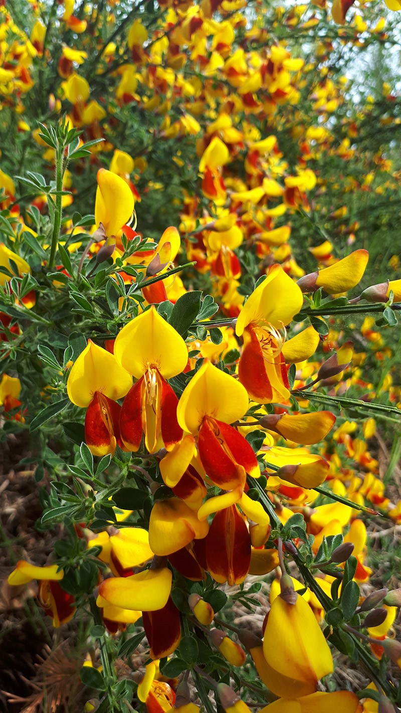 Scotch Broom