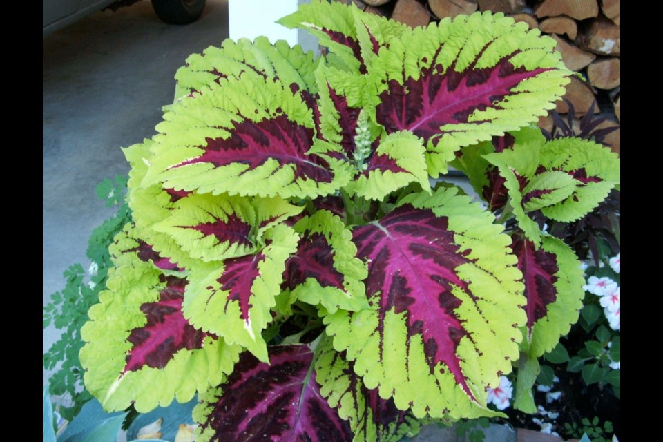 For containers in lightly shaded areas, coleus can make quite a splash.