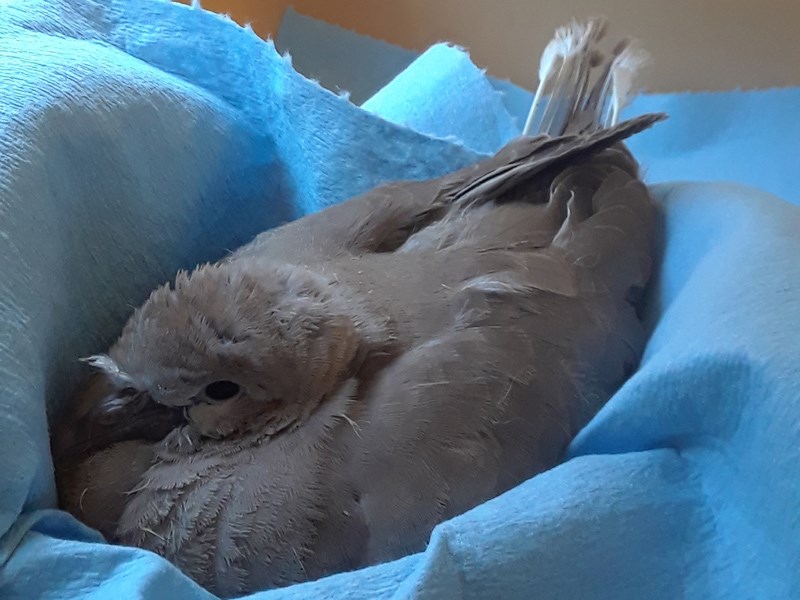 Powell River Orphaned Wildlife Society Baby Dove