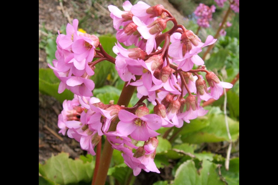 Bergenia is an excellent evergreen perennial for shade, but it blooms most prolifically given some sun.