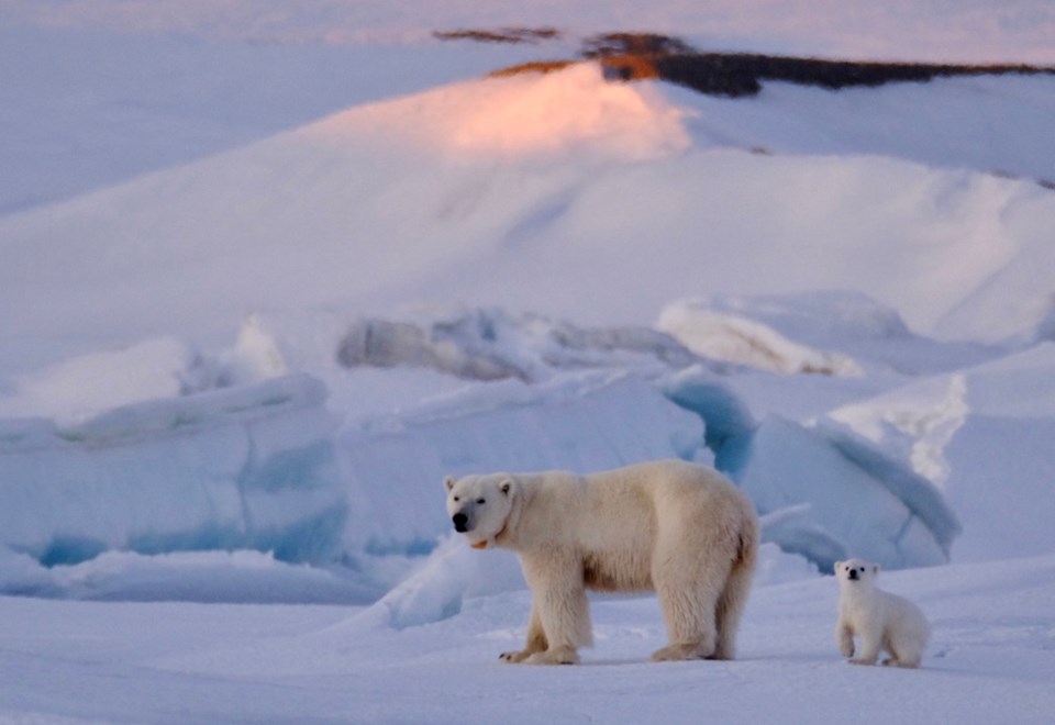 Polar bear cub