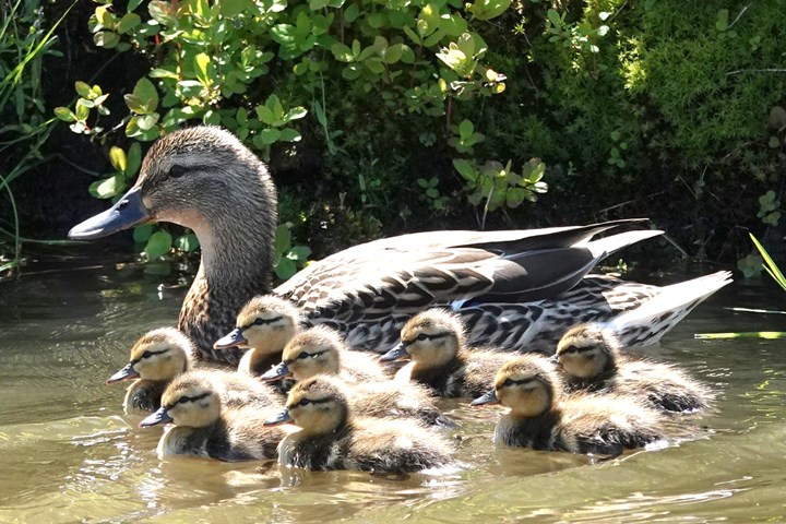 A family outing. Glen Govier photo