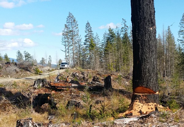 A tree left cut, but not properly felled, by suspected firewood poachers in early May.