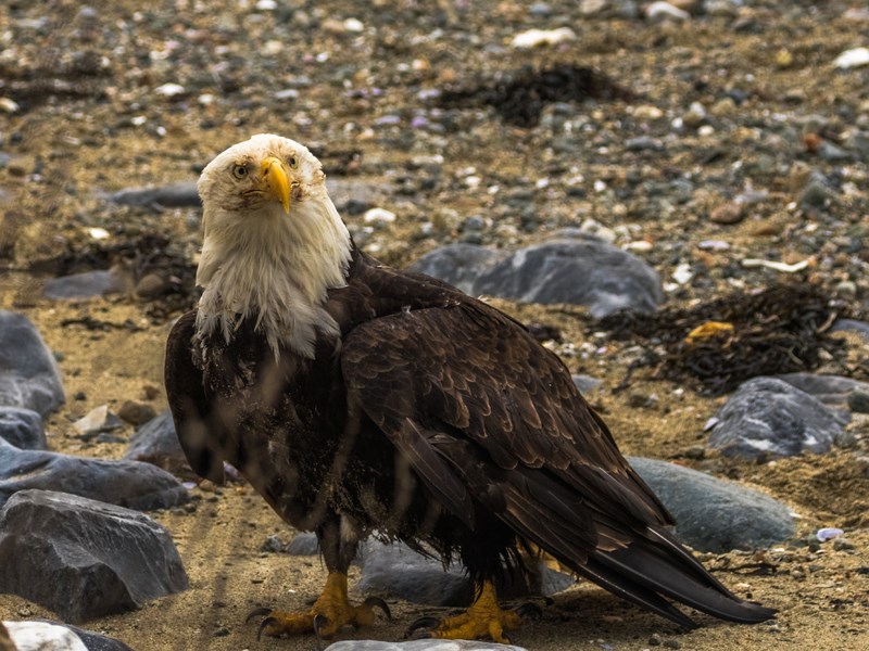 Powell River Orphaned Wildlife Society