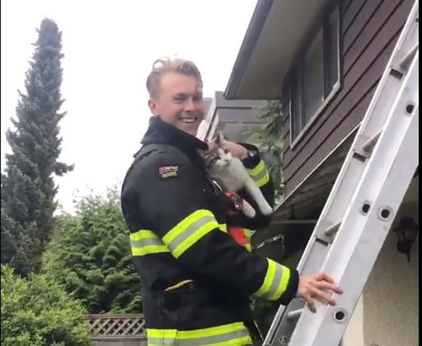 cat rescue