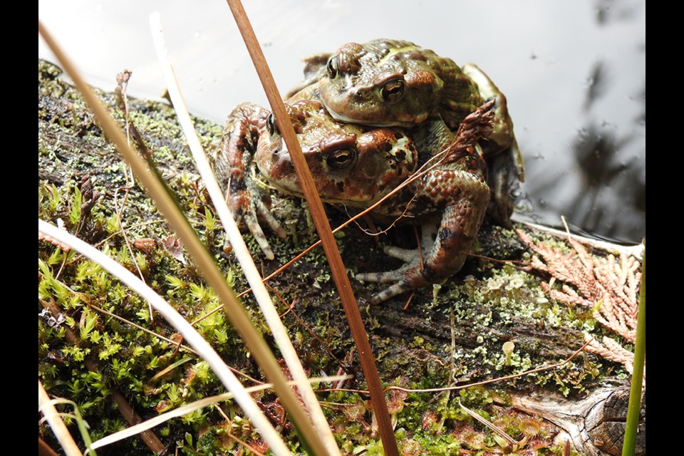 Edith Lake: toads mating.