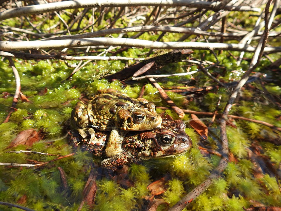 Squamish western toad study leaps into its next phase_1