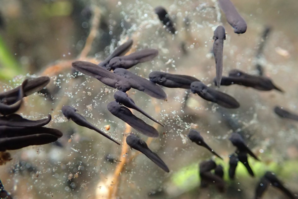 Squamish western toad study leaps into its next phase_3