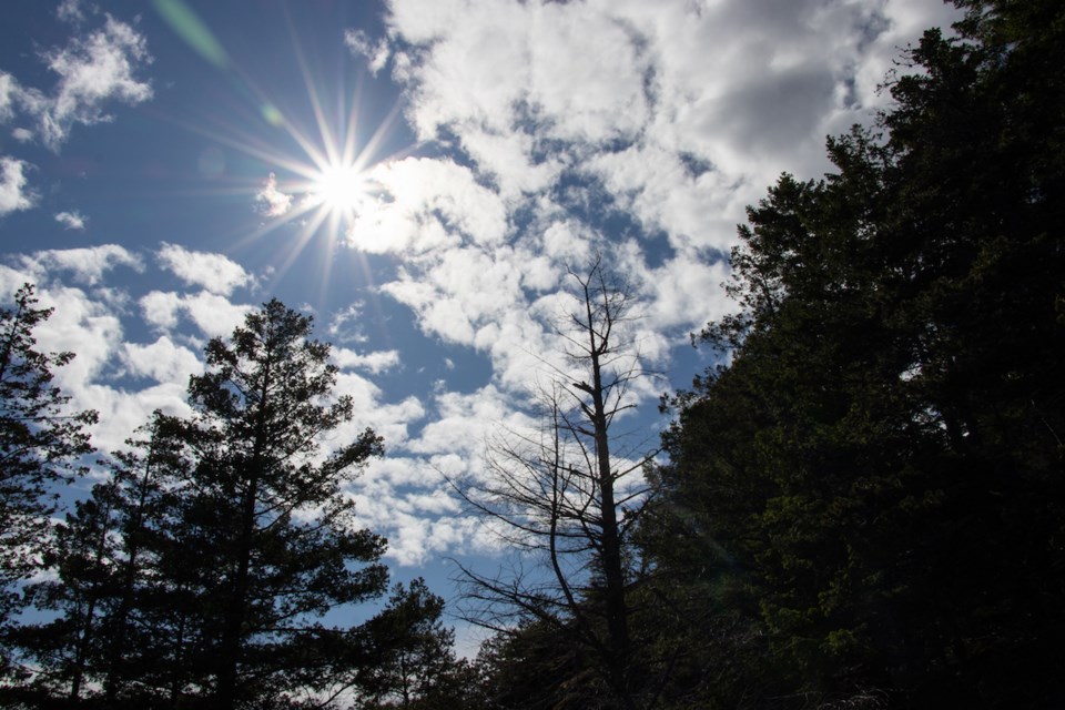 Silhouettes of trees against a sunny backdrop