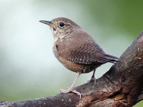 birding