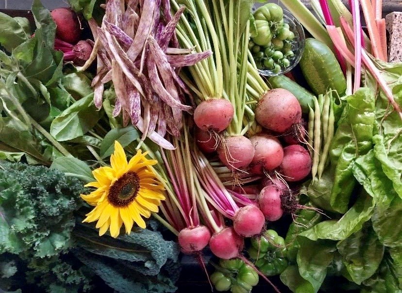 A haul of radishes, lettuce, tomatoes, kale and a sunflower