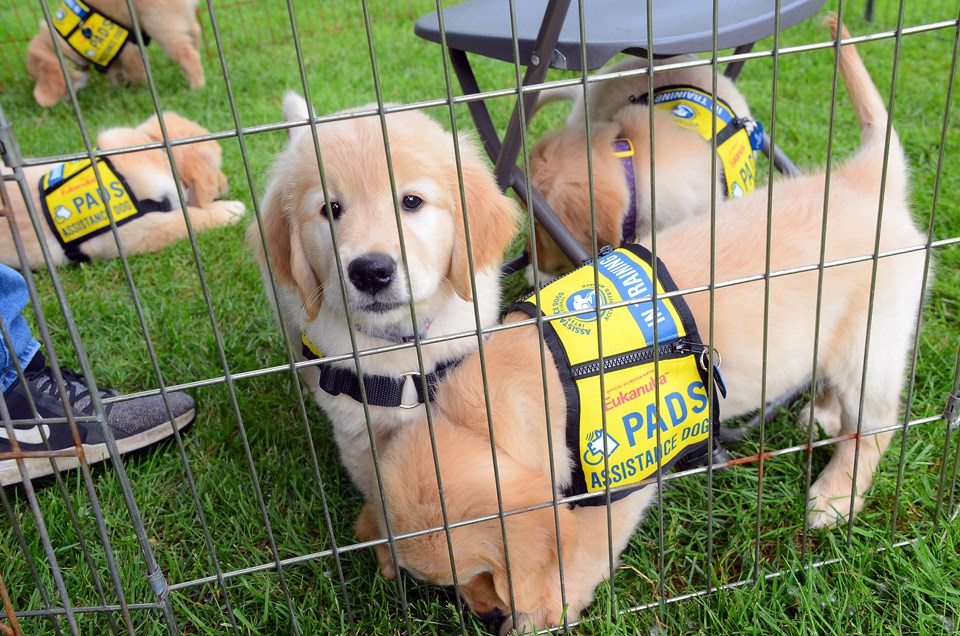 PADS, puppies