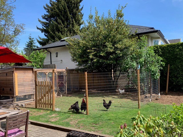 burnaby backyard chickens