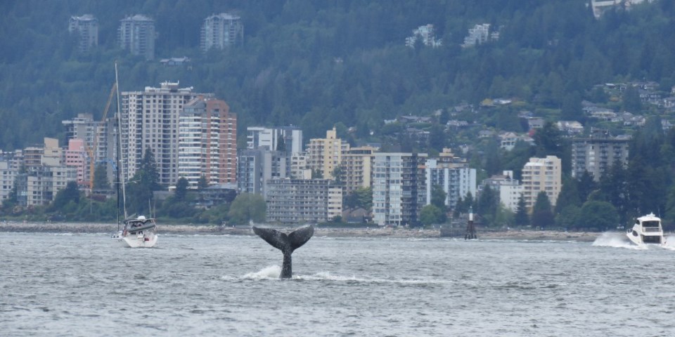 The whale was spotted by the Port of Vancouver Friday morning.