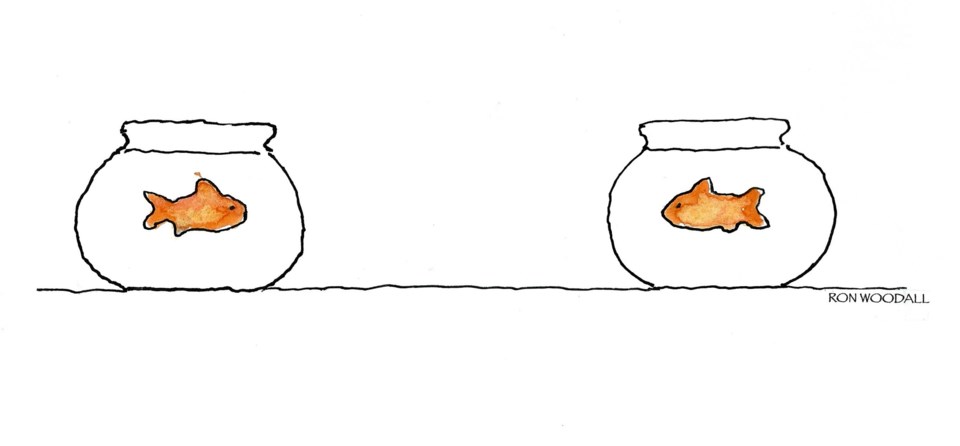 Two goldfish in bowls looking at one another