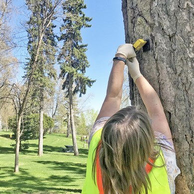 A worker attaches a MCH pouch to a spruce tree in Connaught Hill Park.