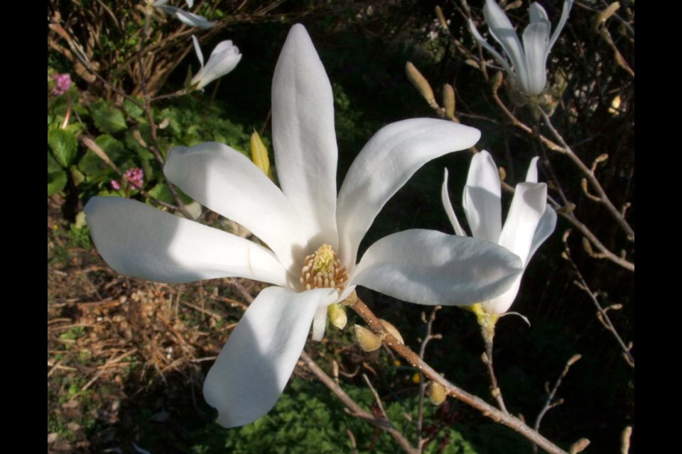 Magnolia, and some other trees and shrubs, can develop lichen growth if they begin to fail in vigour.