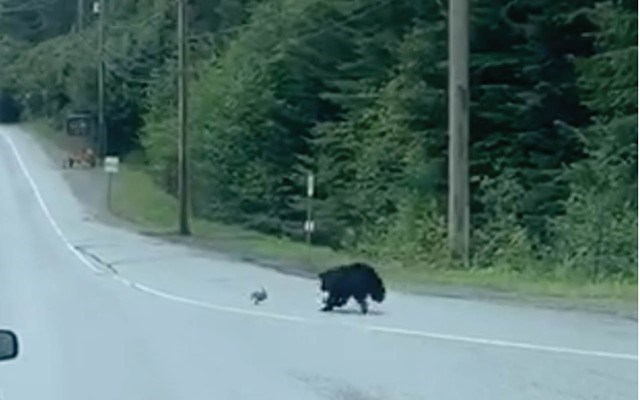 A bear chases a rabbit in Whistler