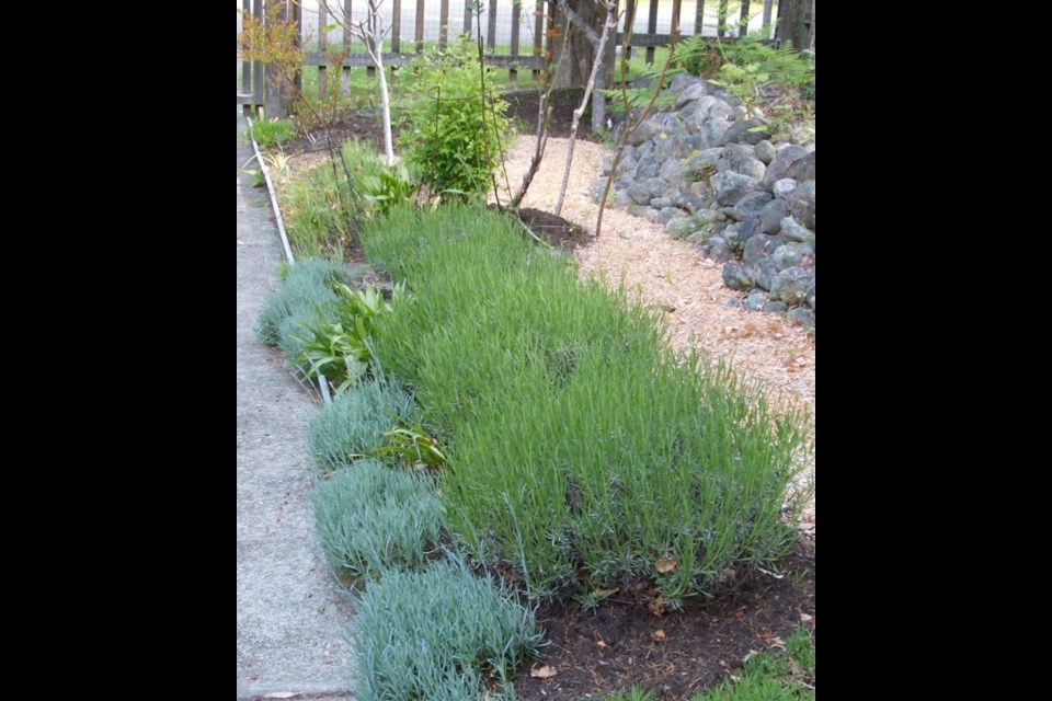 A space at the bottom of this bed of 'Phenomenal' lavenders will accommodate the new fernleaf lavenders nicely.