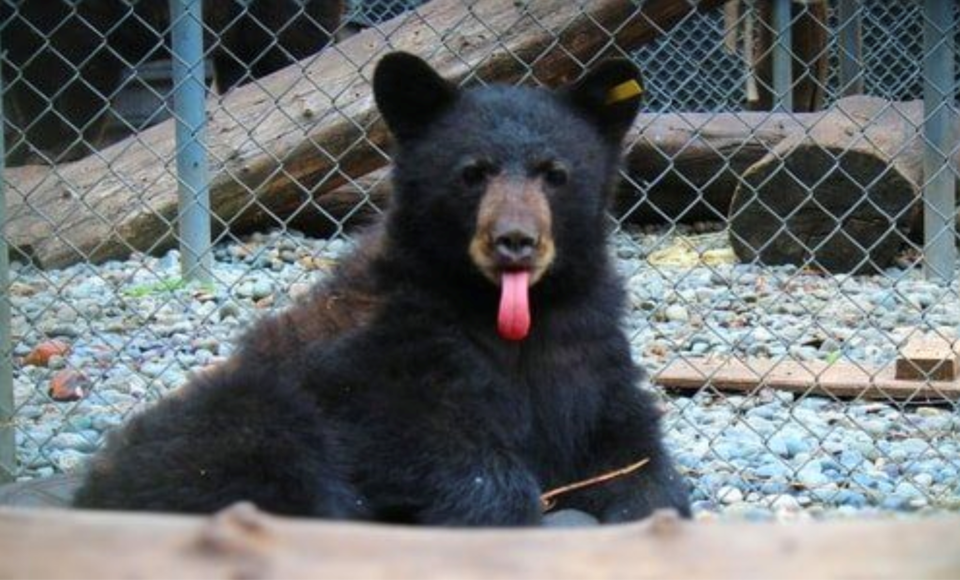 Bear #29, rescued in Port Moody in January, needs a real name.
