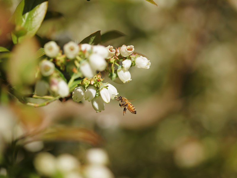 Bees Powell River