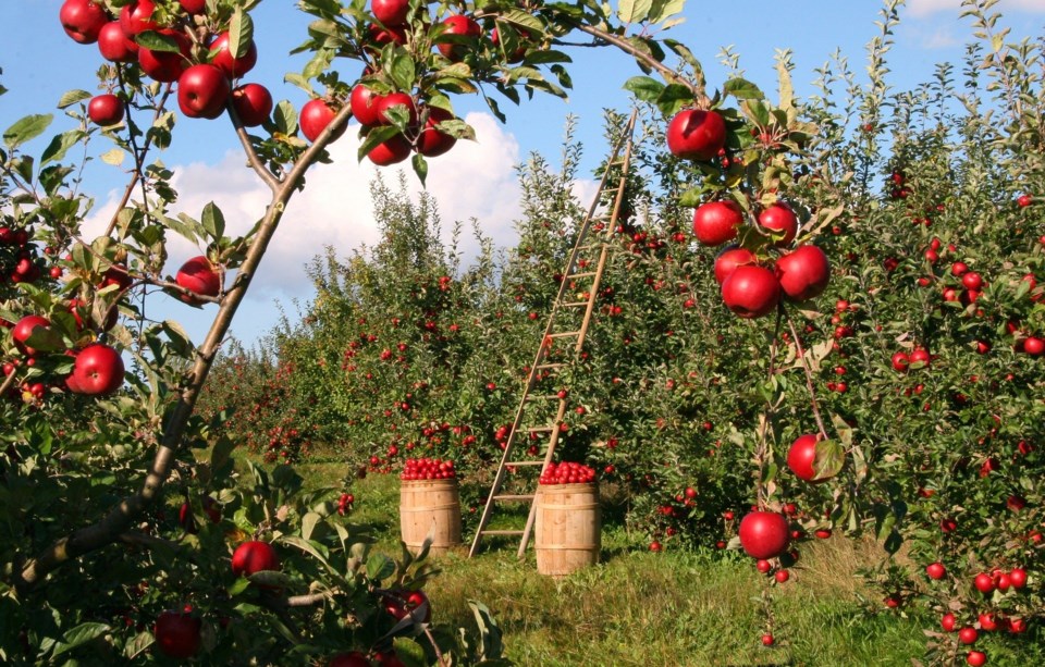 Fruit picking