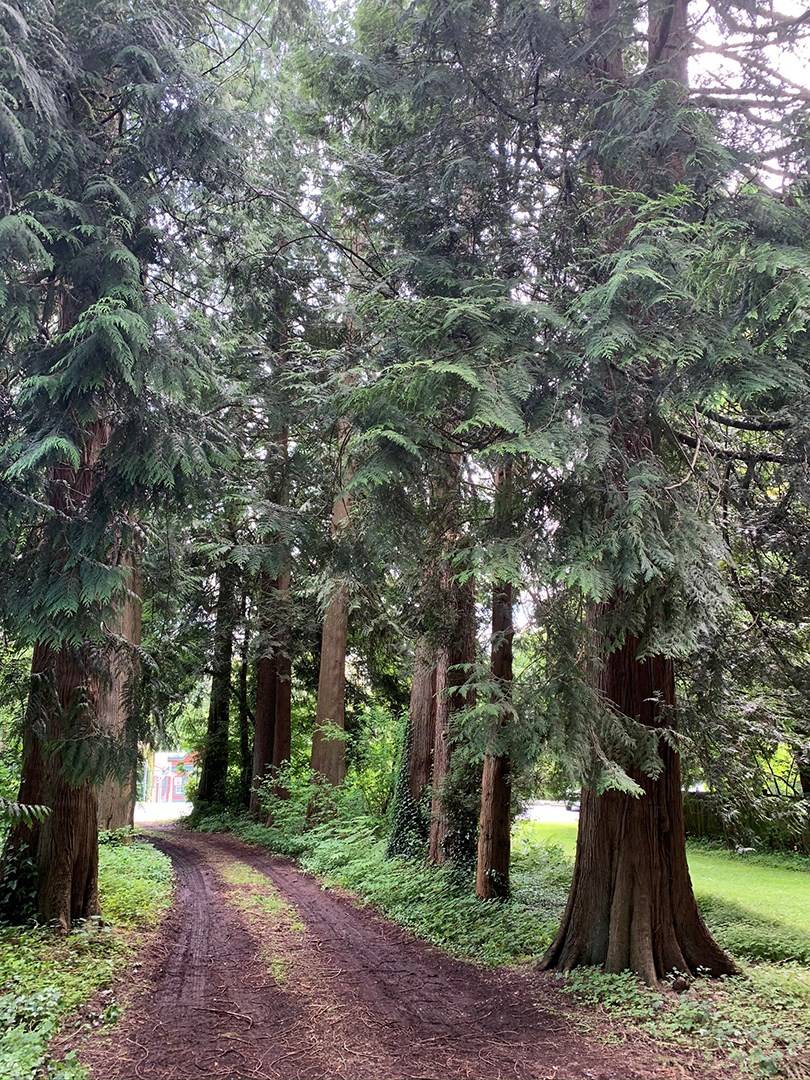 trees child care burnaby