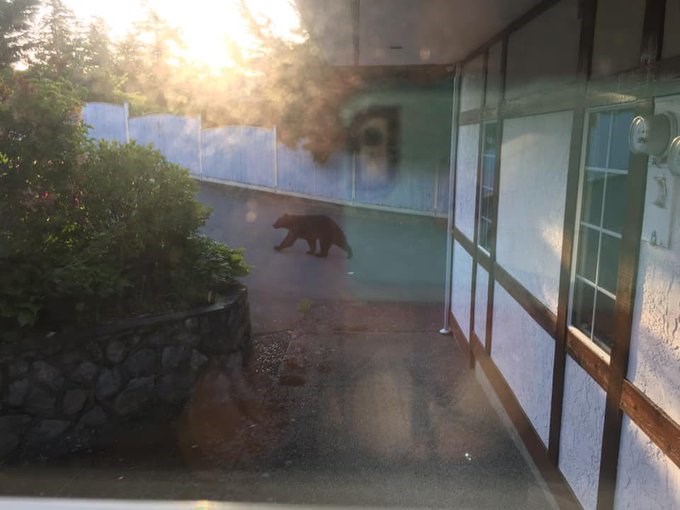 A bear was spotted strolling down the street in View Royal this morning.