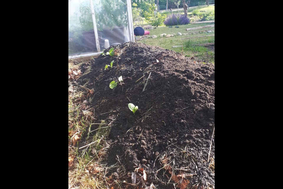 A recently built hugelkultur bed seeded with squash. Ingalisa Burns photo