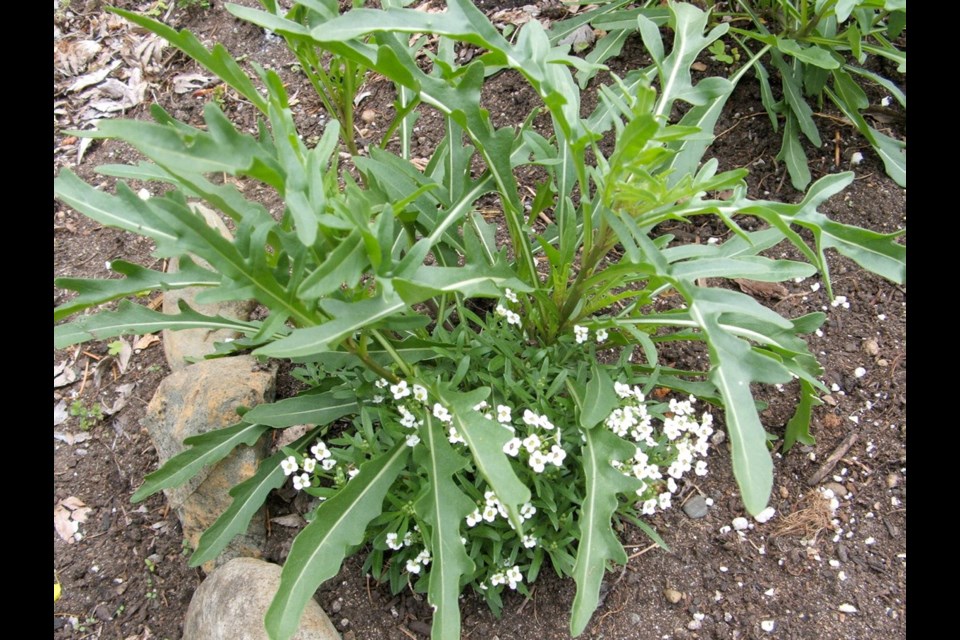 Wild arugula self-sows easily in gardens. Its spicy taste is favoured by chefs.