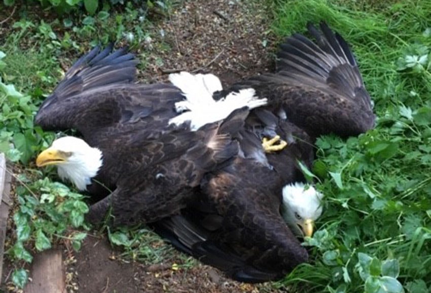 tangled eagles