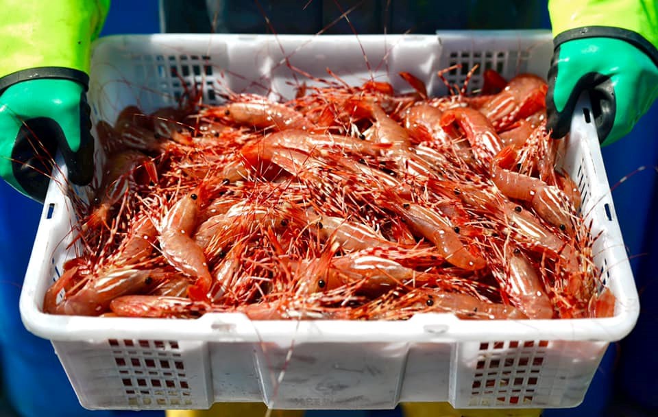 spot prawns