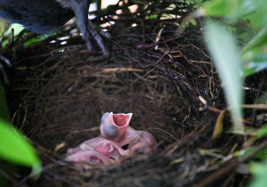 North Vancouver family having a blast watching the jays_4