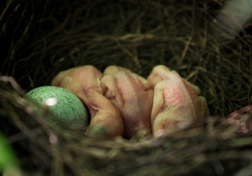 Newborn Stellar's jays. photo Tom Boppart