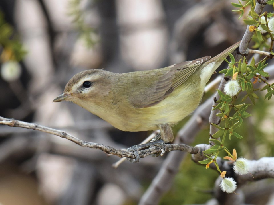 birding