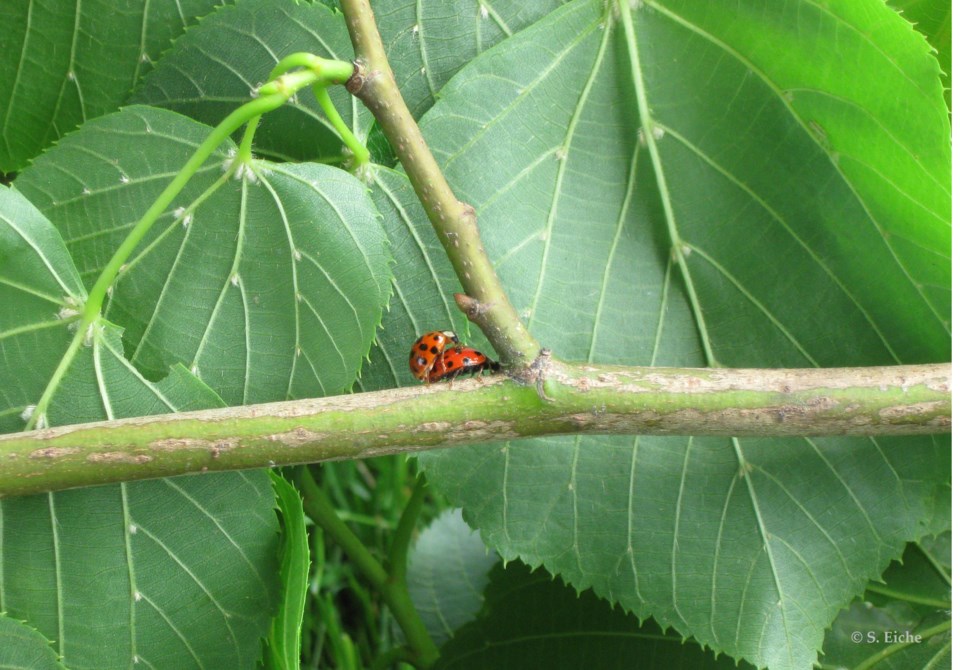 lady bugs