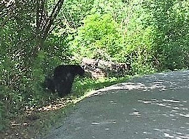 black bears, Burnaby Lake