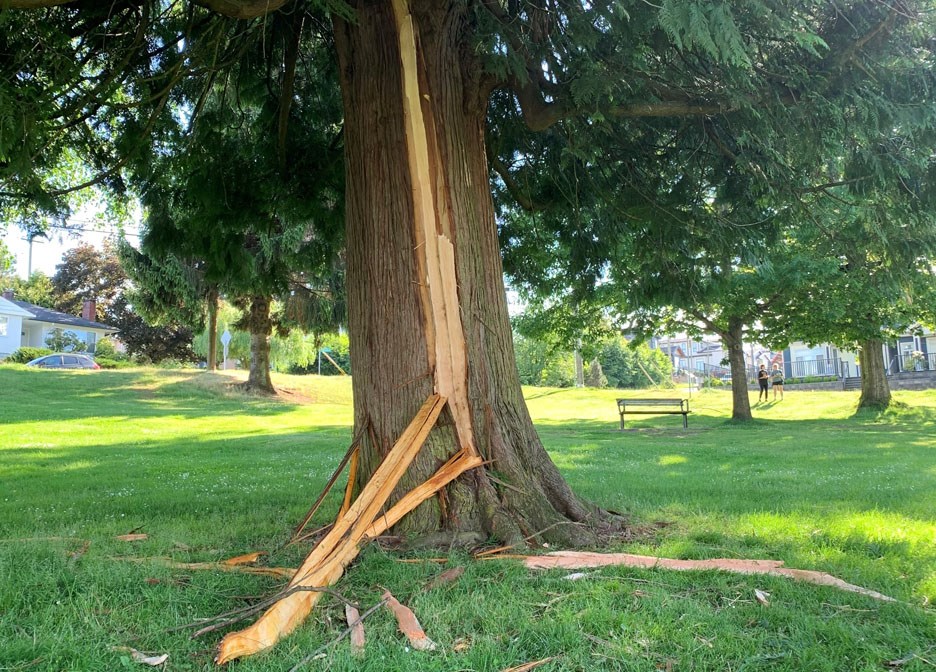 burnaby tree