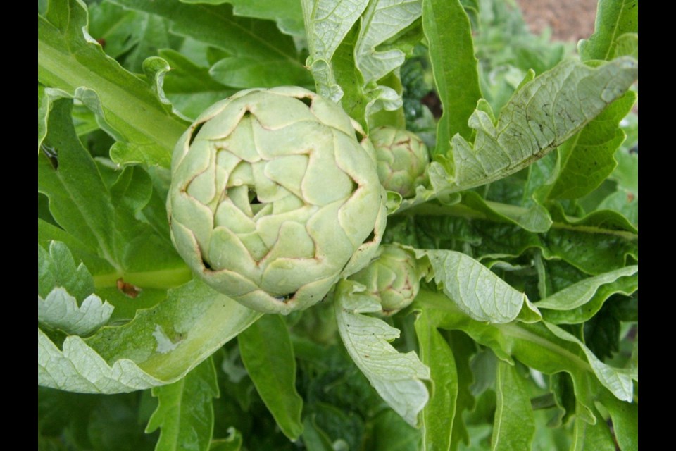 For clean, bug-free artichokes to consume, keep the plants washed clear of black aphids.