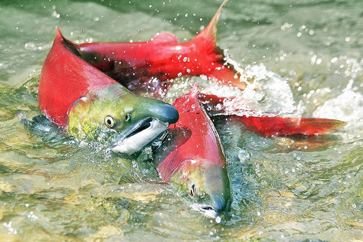 Sockeye salmon