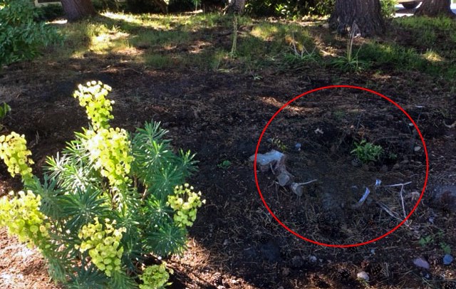 Marilyn Baker returned home in March to find a large hole (circled) where one of her euphorbias (like the plant on the left) used to be. She has since replanted a small hosta in place of the stolen plant.