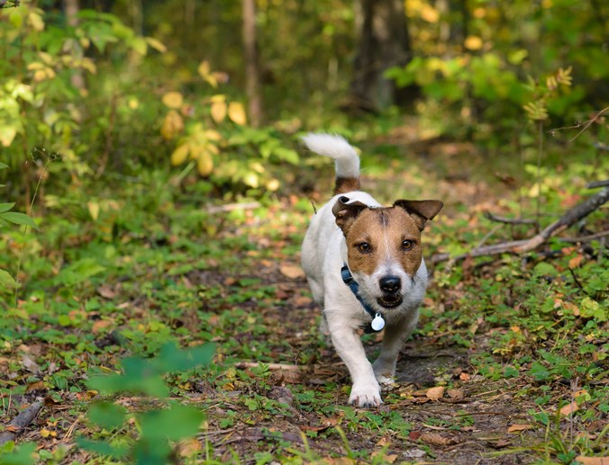 Dog walks down a trail off-leash